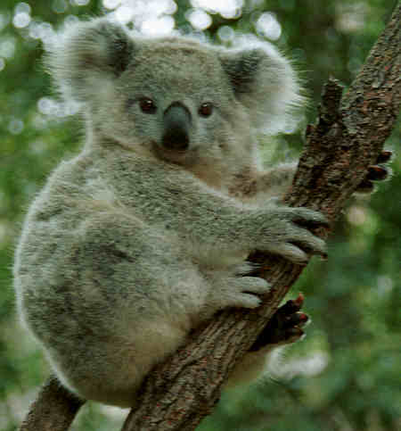 Las mejores madres del mundo… animal