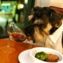 Utensilios para engreír a nuestras mascotas