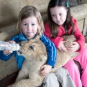 Familia de Nueva Zelanda adopta un pequeño león