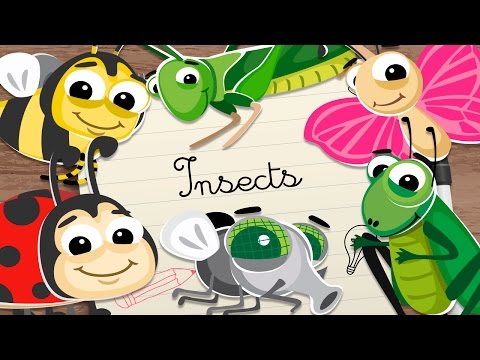 Los insectos en inglés para niños